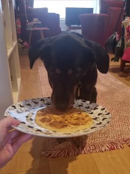 AquaQ Dog eating pancake off plate